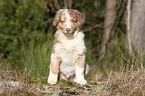 BERGER AUSTRALIEN PUPPIES 651